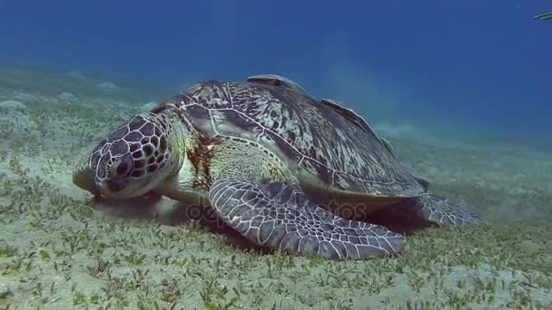 Черепаха ест морские водоросли на дне моря — стоковое видео