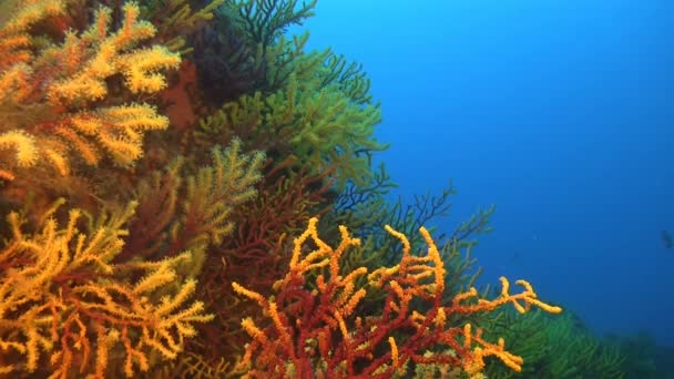 Deep water reefs — Stock Video