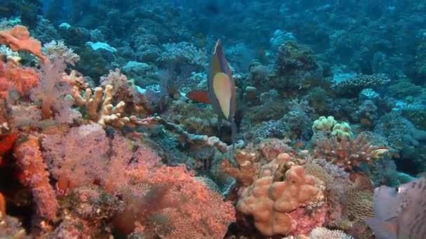 Pesce angelo che nuota nella barriera corallina — Video Stock