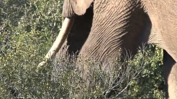 Elefante comendo folhas de árvore — Vídeo de Stock