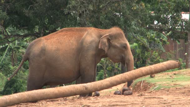 Pinnawela olifanten weeshuis — Stockvideo