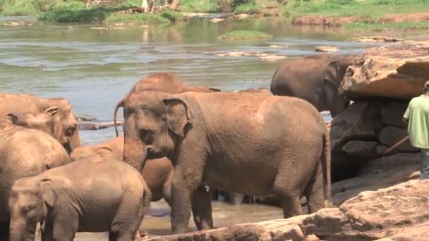 Olifanten nemen bad in de rivier — Stockvideo