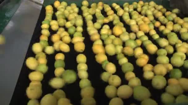 Moderní továrna citrony — Stock video