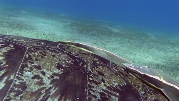 Carey con dos peces Echeneidae — Vídeo de stock