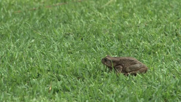 Kikker Gras Close Shot — Stockvideo