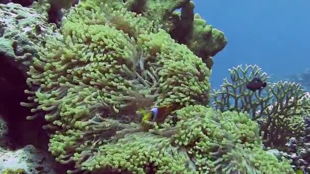 Anémone brillante poissons se cachant dans le corail   