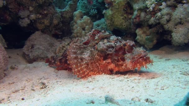 Pez escorpión rojo tendido en el fondo del mar — Vídeos de Stock