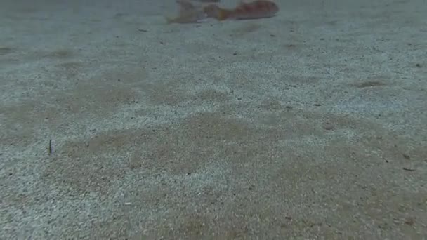 Scuola di pesce nel Mediterraneo — Video Stock