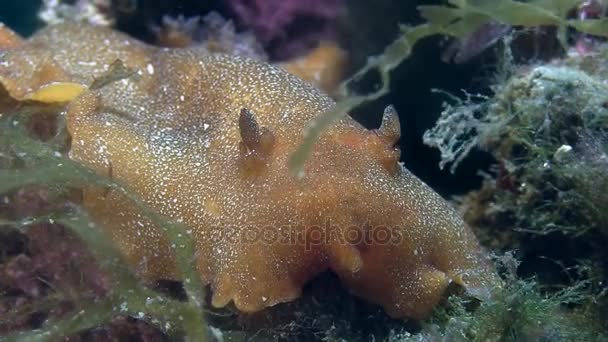 Nacktschnecke im Mittelmeer — Stockvideo