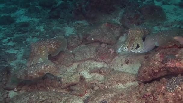 Cuttlefish, дайвинг в Аравийском море , — стоковое видео
