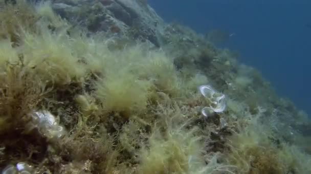 Récifs peu profonds paons queue sur les rochers — Video