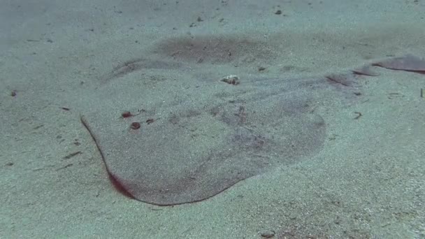 Marbled electric ray — Stock Video