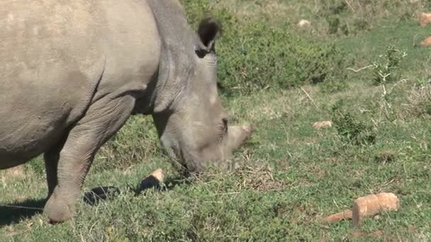 Rhino eten van gras — Stockvideo