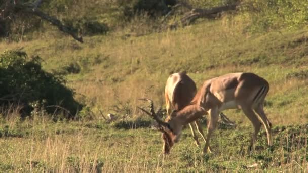 Groep wilde herten — Stockvideo