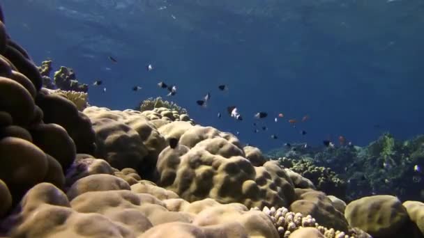 Kleurrijke vissen zwemmen in de buurt van coral reef — Stockvideo