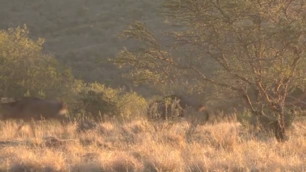 Footage Beautiful Wildebeast South Africa — Stock Video