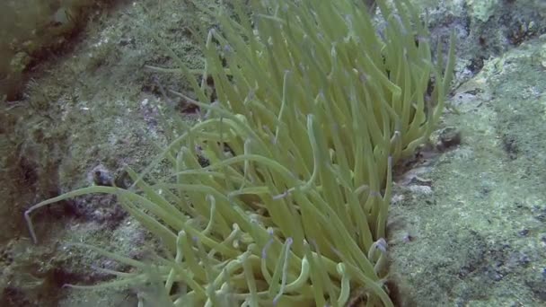 Anemone in Mediterranean sea — Stock Video