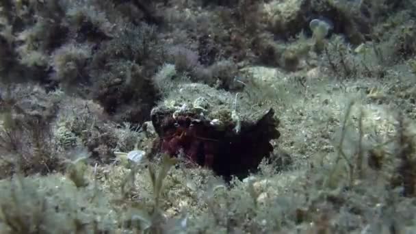 Caranguejo eremita no mar Mediterrâneo — Vídeo de Stock