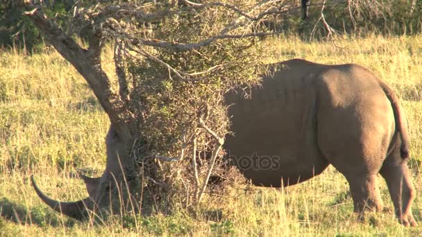 Rhino detrás del árbol — Vídeo de stock