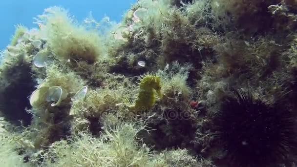 Costa Brava, potápění Středozemní moře — Stock video
