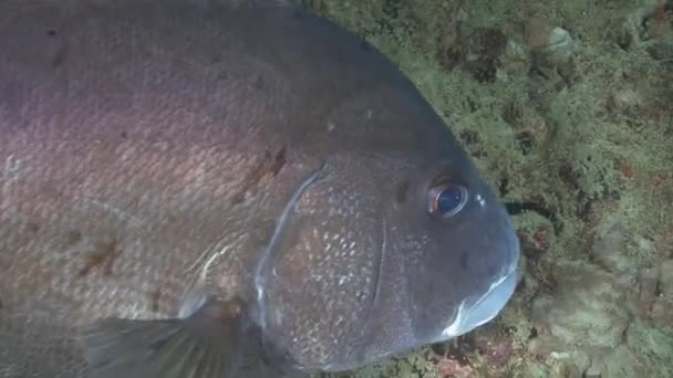 Snappers, diving in Arabian sea, — Stock Video