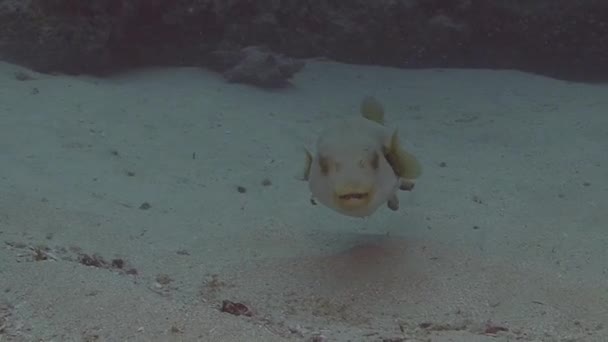 Pufferfish, buceo en el mar Arábigo , — Vídeos de Stock