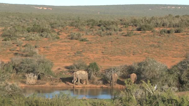 दक्षिण आफ्रिकन हत्ती — स्टॉक व्हिडिओ