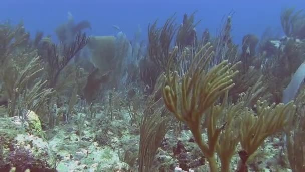 Swimming across reef — Stock Video