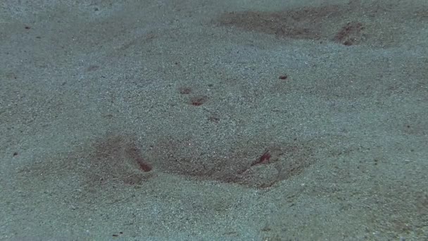 Marbled electric ray — Stock Video