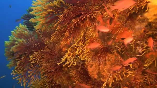 Глубоководные рифы — стоковое видео