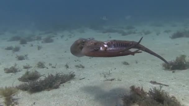 Pulpo en el mar Mediterráneo — Vídeos de Stock