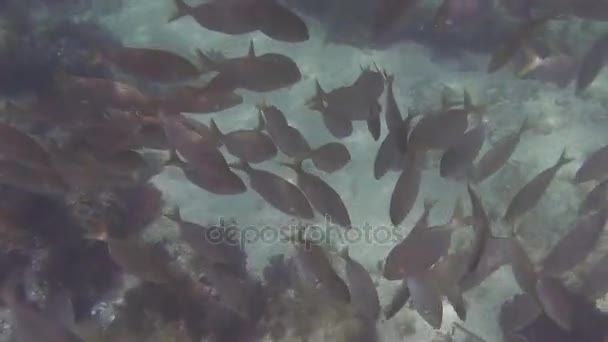 School of fish in Mediterranean sea — Stock Video