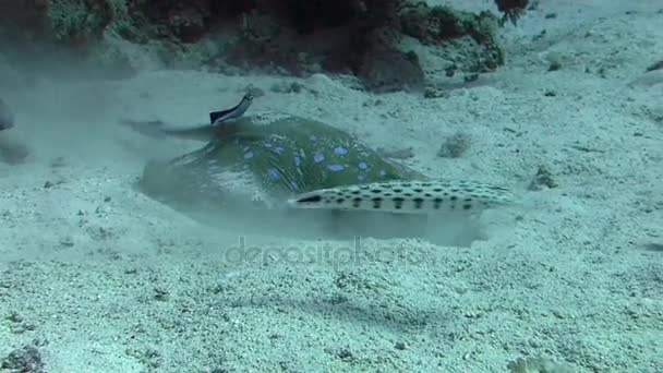 Blauw spotted stingray opleggen bodem — Stockvideo