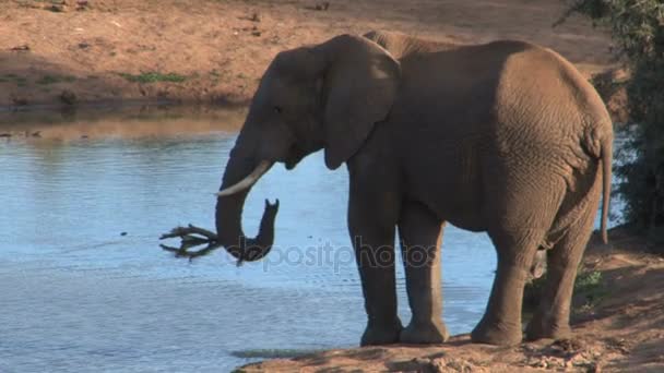 Elefantes sul-africanos — Vídeo de Stock