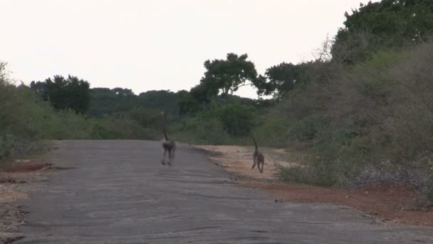 Monos en la calle, Sri Lanka — Vídeo de stock