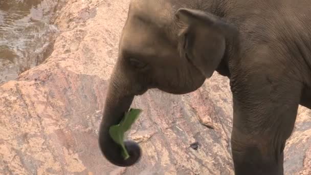 Éléphant prenant son bain dans la rivière  
