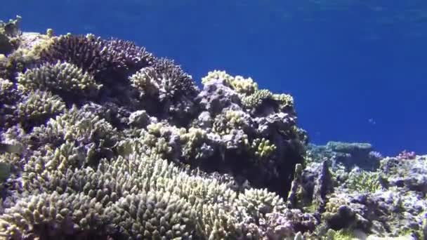 Colorful fishes swimming near coral reef — Stock Video