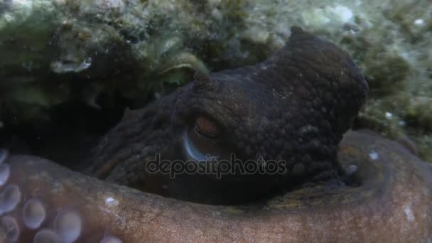 Pulpo en el mar Mediterráneo — Vídeo de stock