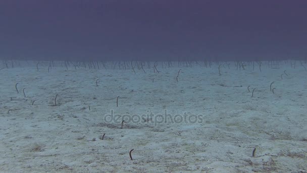 在加勒比海的花园鳗 — 图库视频影像