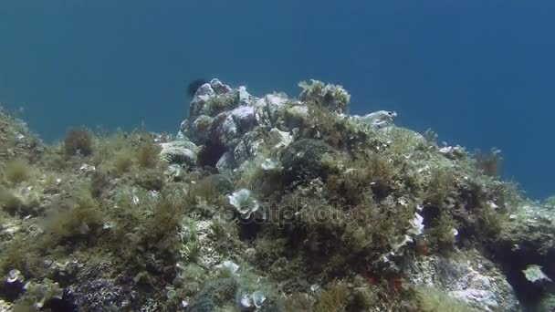 Costa Brava, mar Mediterrâneo de mergulho — Vídeo de Stock