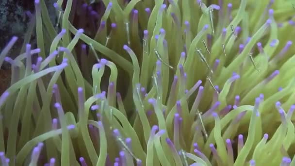 Anemone ve Středozemním moři — Stock video