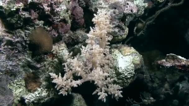 Morbido corallo che si muove sulle onde marine — Video Stock