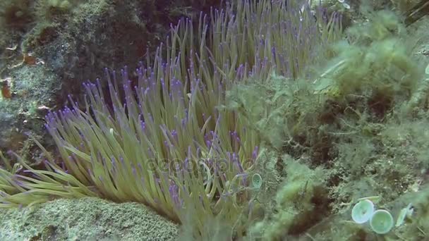 Anemone în Marea Mediterană — Videoclip de stoc