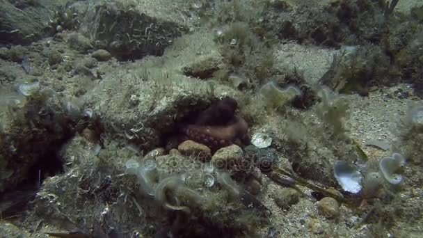 Pulpo en el mar Mediterráneo — Vídeos de Stock