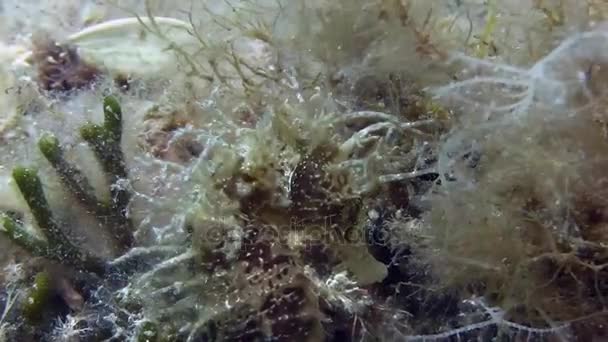 Seahorse svart i Medelhavet — Stockvideo