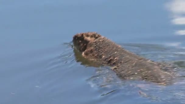 Gros plan de l'iguane dans l'eau 