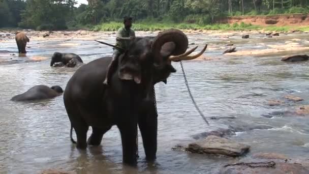 Elefantes bañándose en el río — Vídeos de Stock