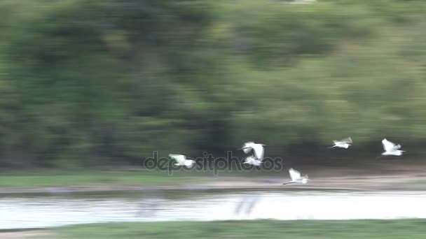 Vogels in de Mimeriya Nationaal Park — Stockvideo