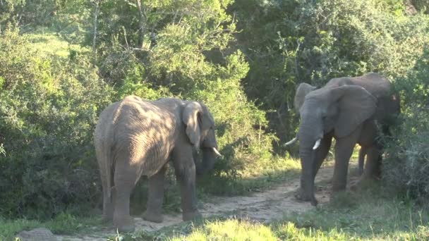 South african elephants — Stock Video