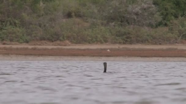 Bliska Strzał Piękny Ptak — Wideo stockowe